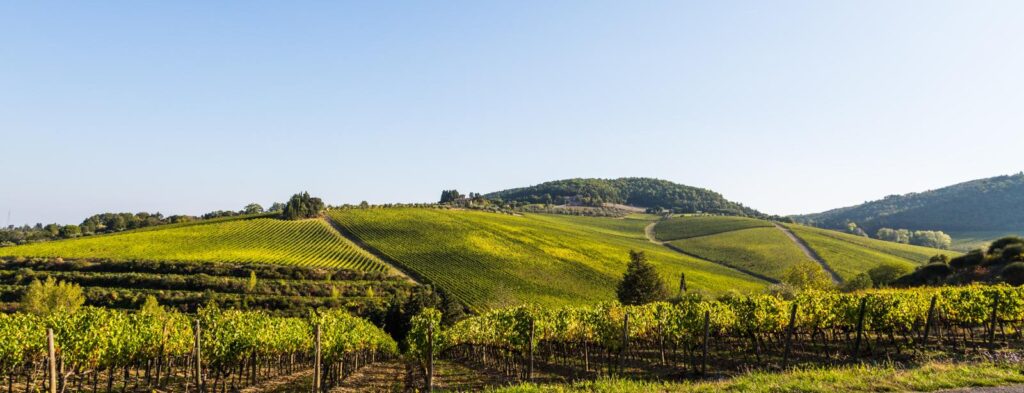 Tignanello e Solaia vigneti